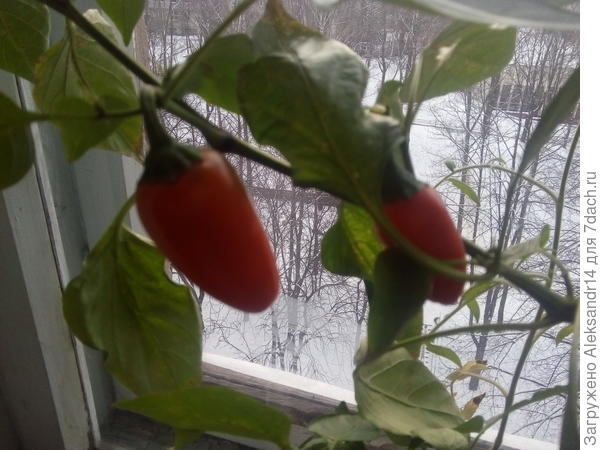 Оранжевая лакомка