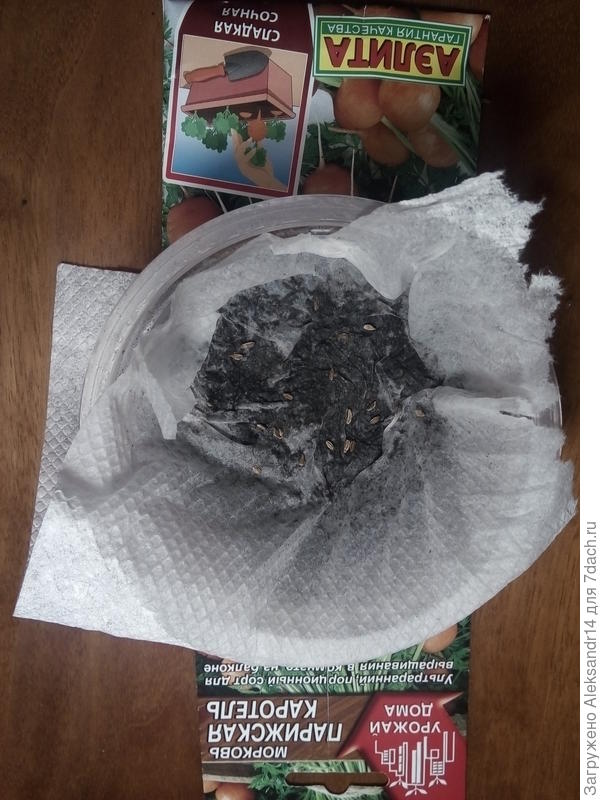 Морковь карликовая на микрозелень