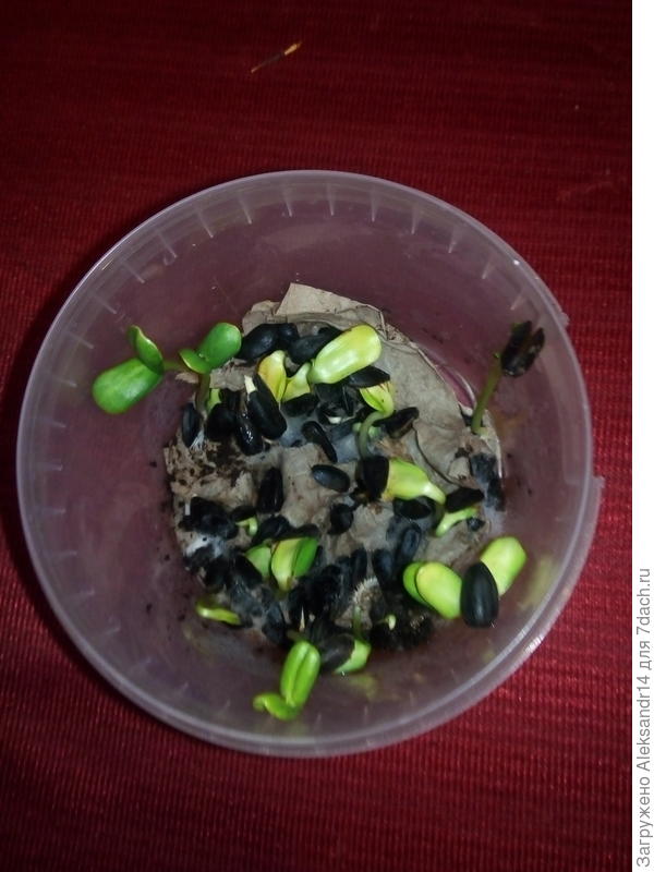 Подсолнухи микрозелень они же рассада