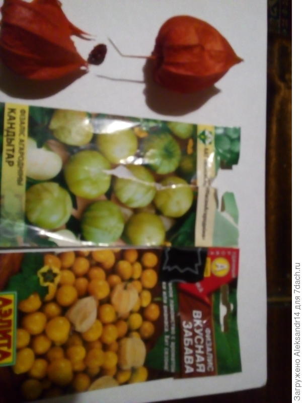 Три разновидности фазилиса