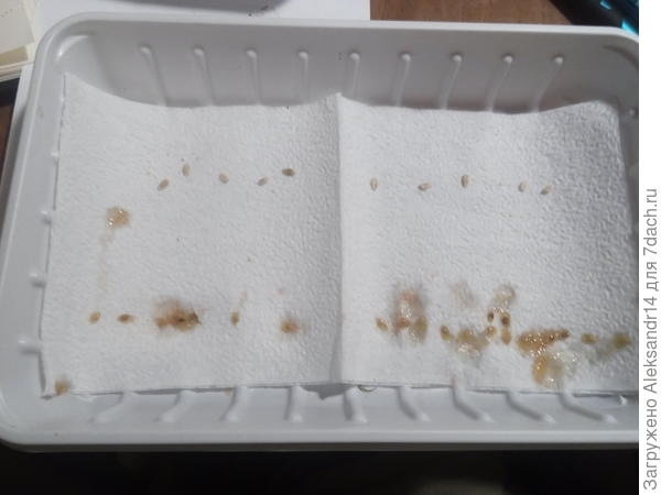 Десять огурцов сверху два десятка томатов снизу