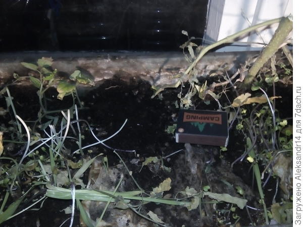 Помечны огурцы и томаты.Среди микрозелени прокопанной ветки и т.д.