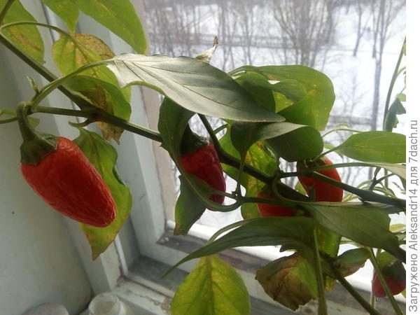 Перцегирлянда