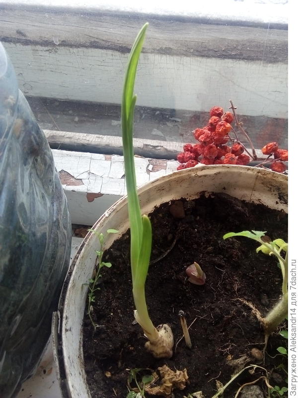 Чеснок одомашниавается