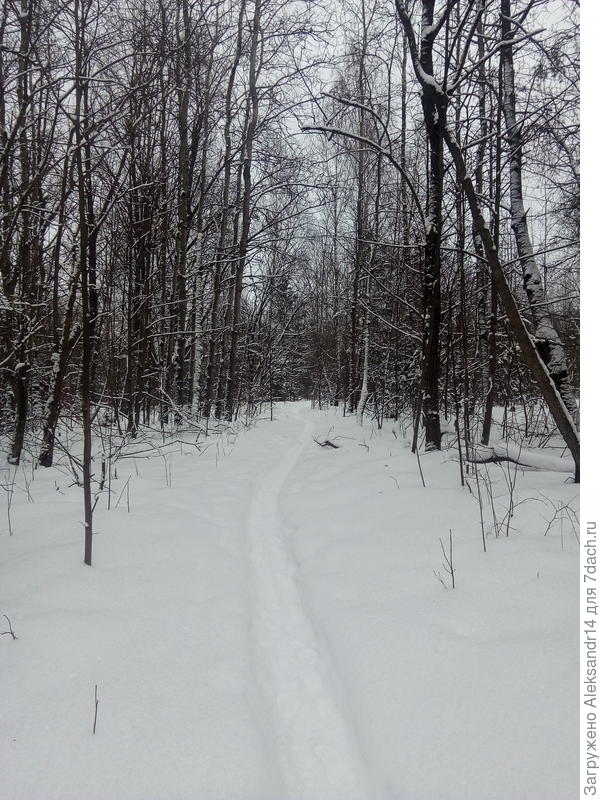 Лесная тропинка