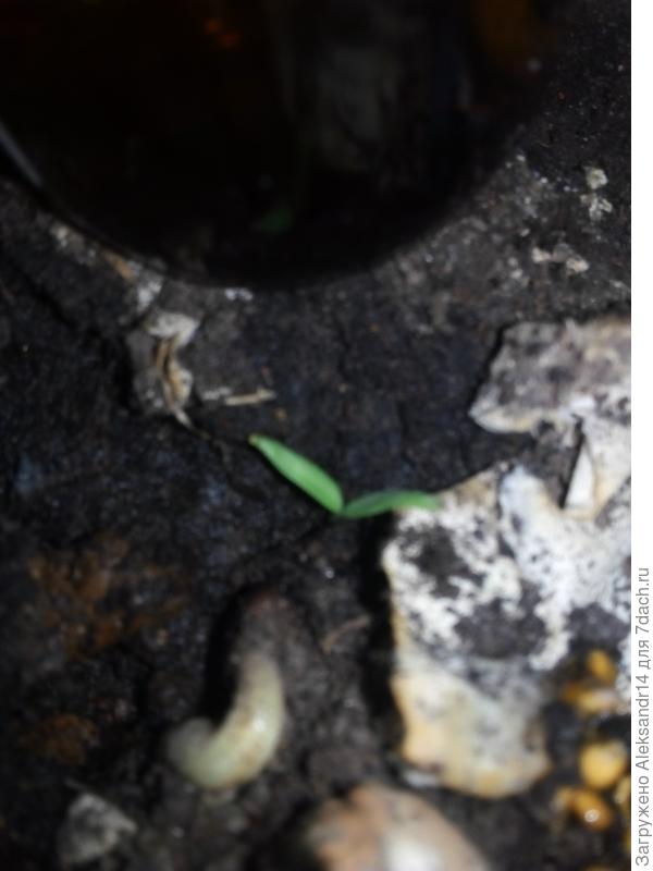 Присыпан по шляпку