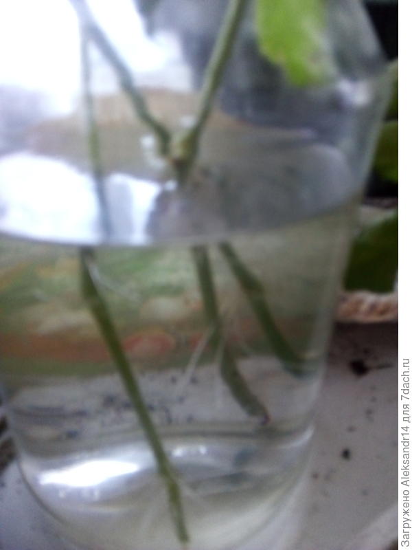 Томаты вегетативно размножаются