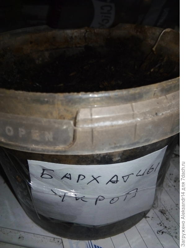 Бархатцы Укроп