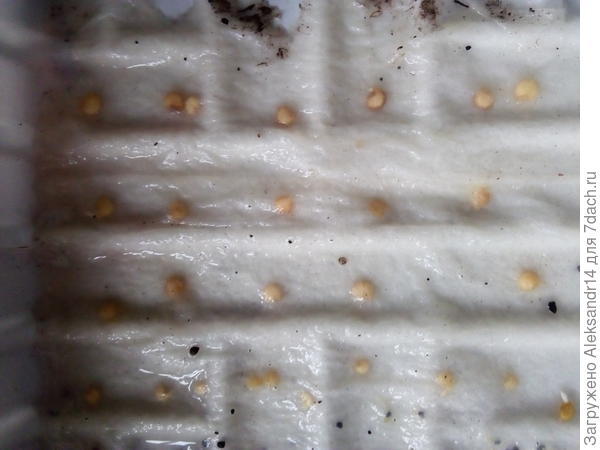 Проклев перцев