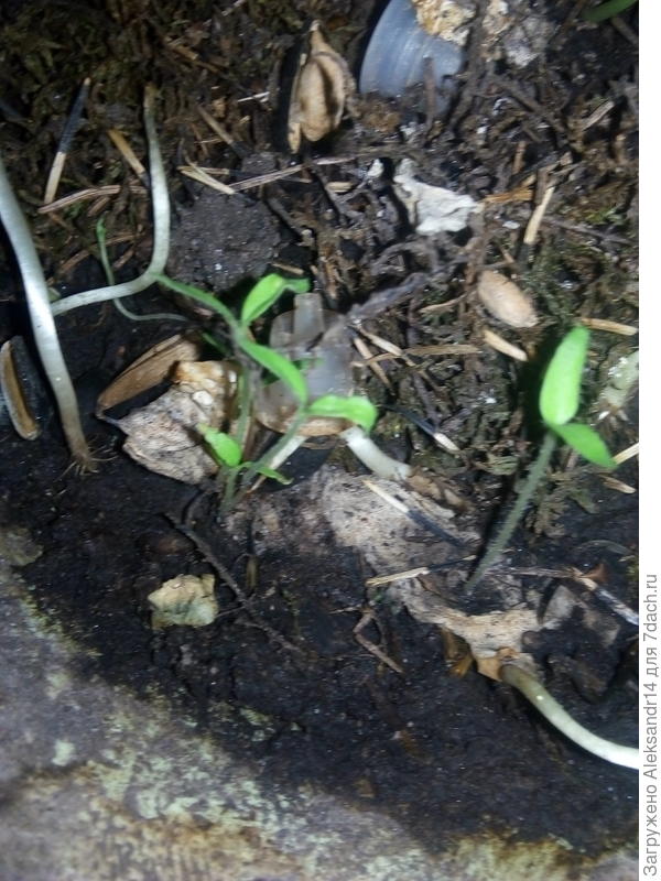 Ростки томатов