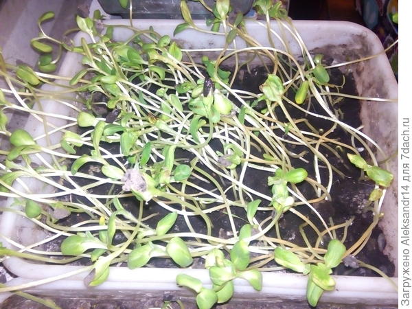 Подсолнух микрозелень