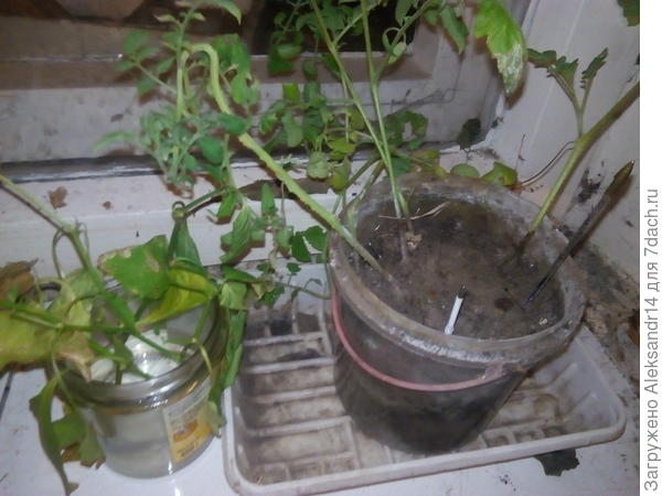 Томаты Перцы