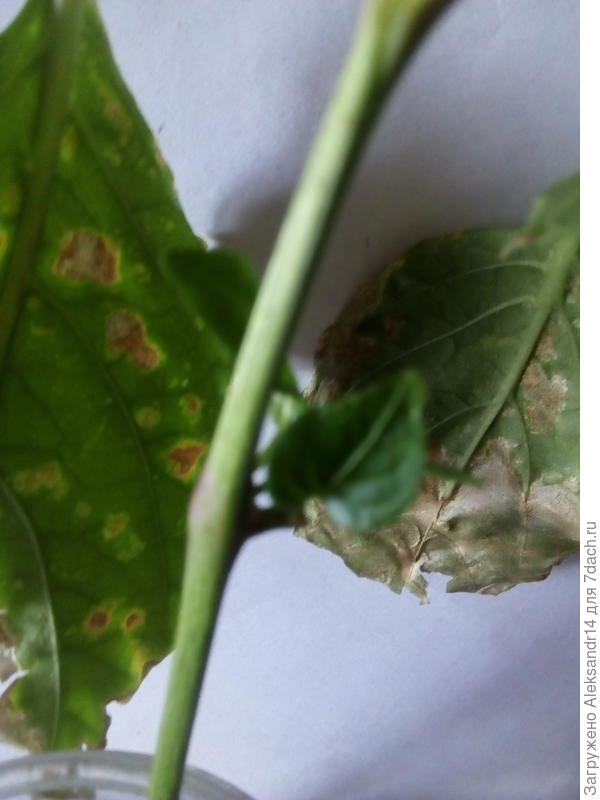 Увеличены листики