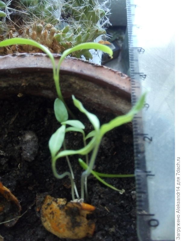 Черри из ягодки