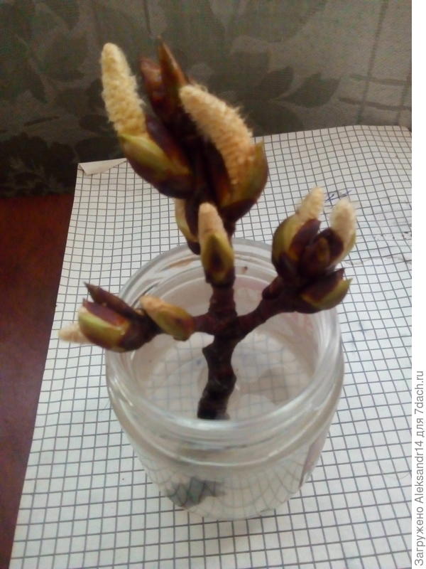 3й день расцвели