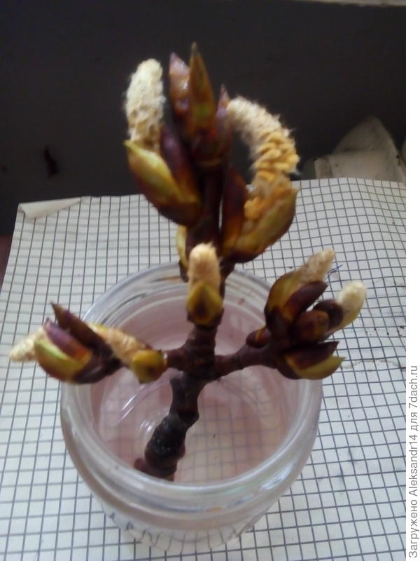 Тополь наверное