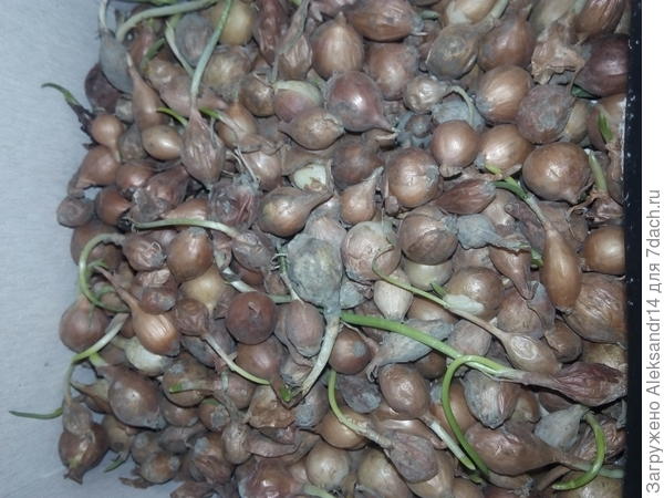 Обычный севок