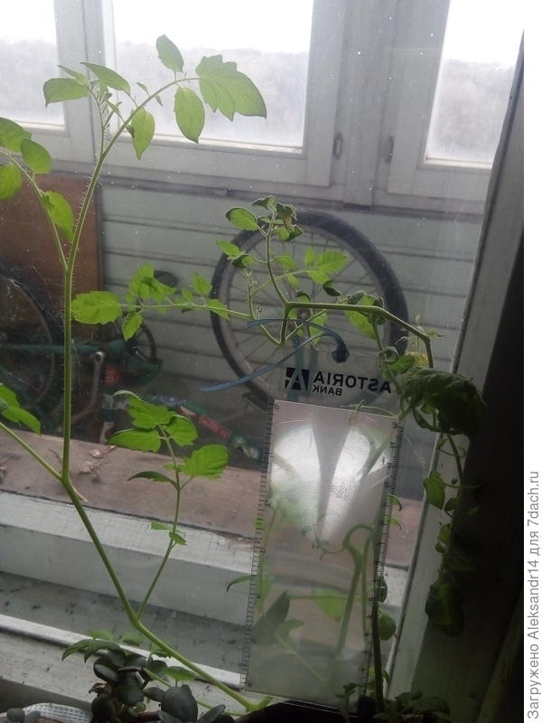 Вегетативный индетерм