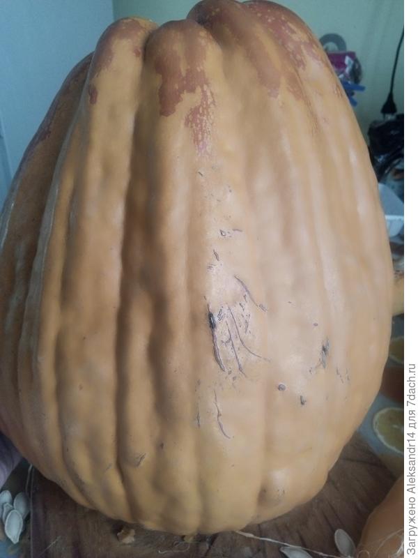 Тыква стофунтовая