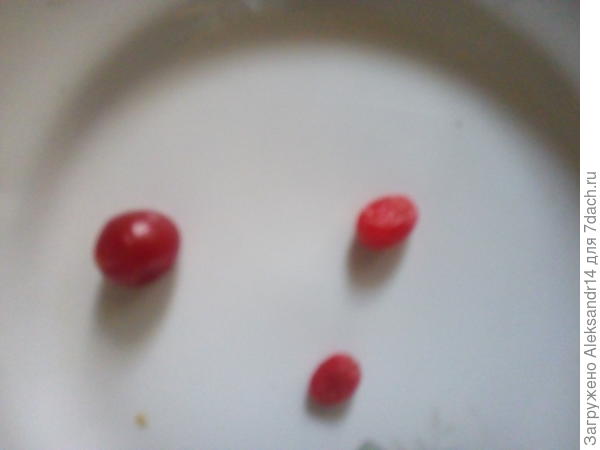 Томатоизюм