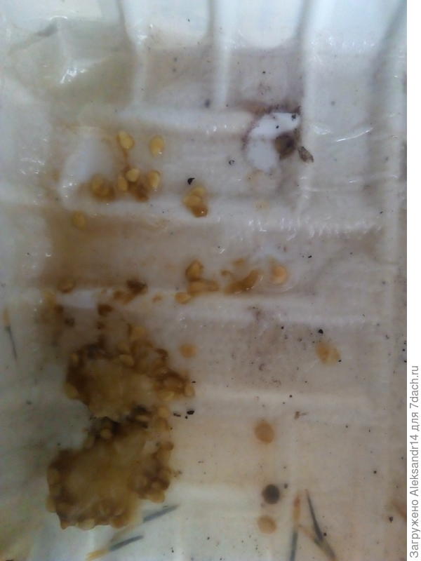 Проверка на всхожесть