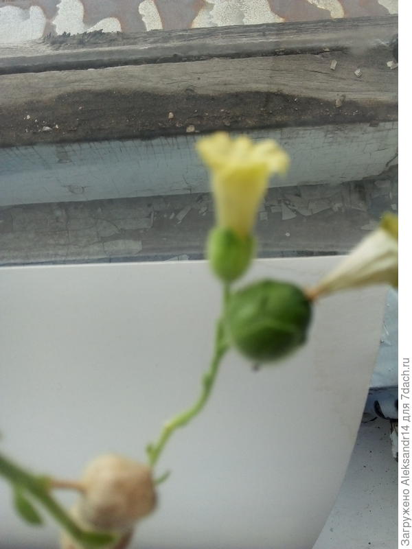 Наверное душистый табак