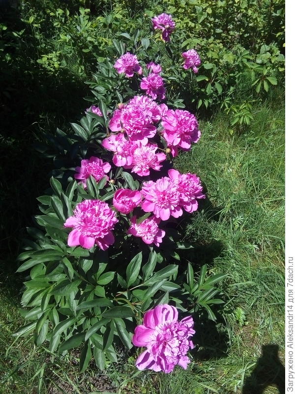 Прошлогодние пионы