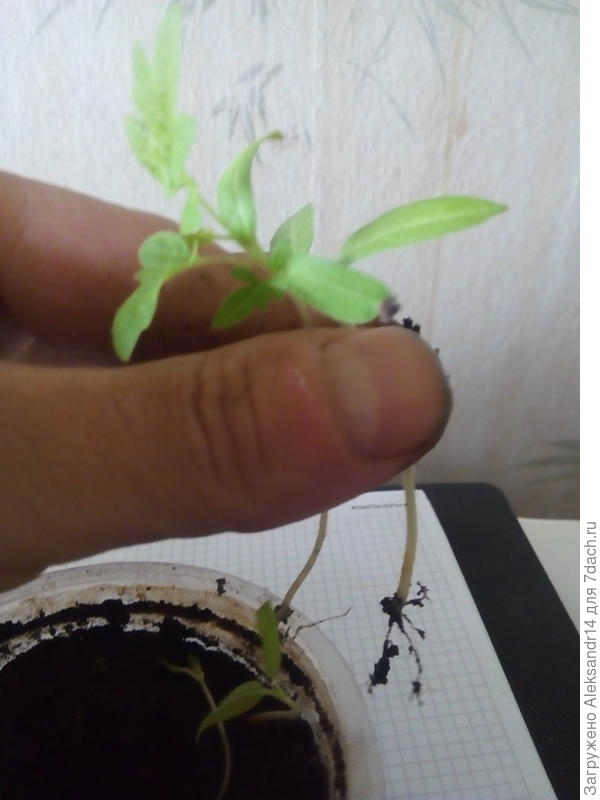 Пересадка пикирование