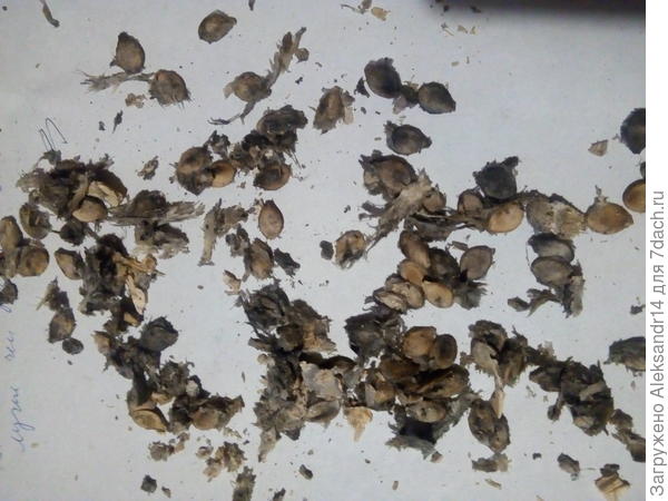 Семена патиссона