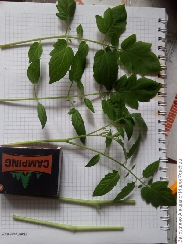 Листики и стволики на корешкование