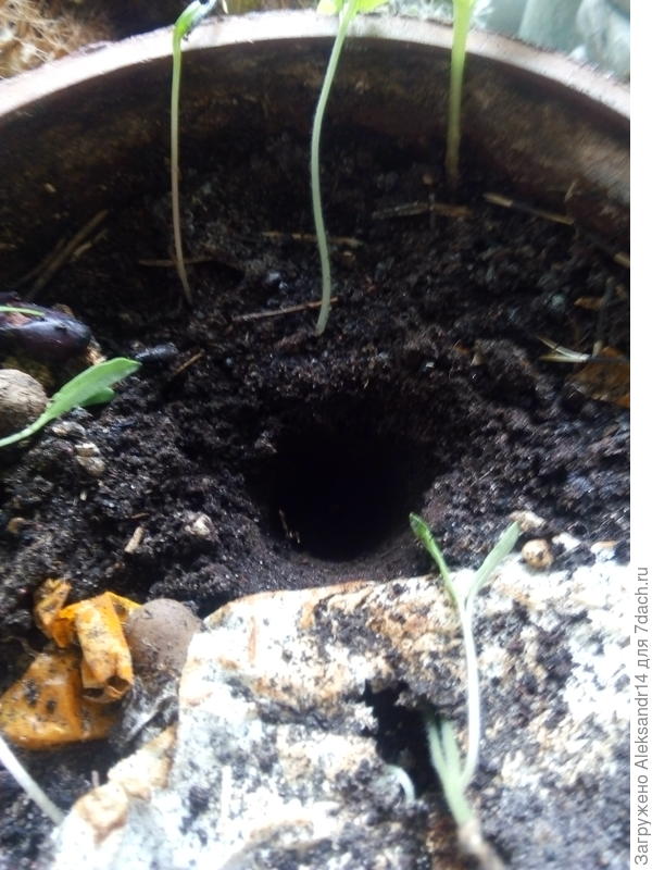 Лунка вдавлена пальцем