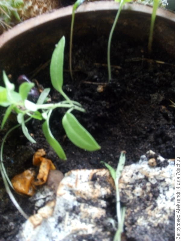 Присыпали по шляпки