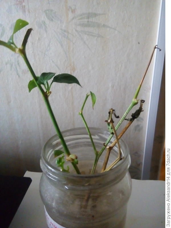 Прошлые черенки