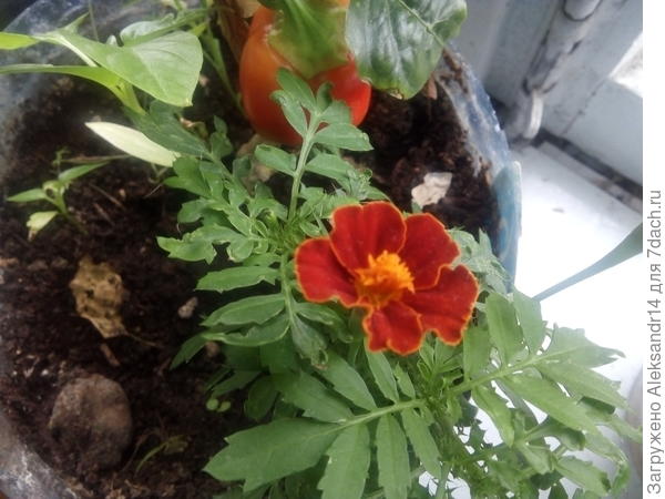 Первый цветок аэлитный тагетис