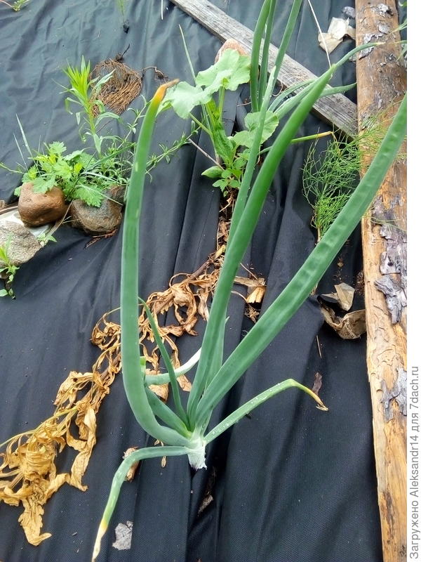 Лук традиционный тоже протестирован