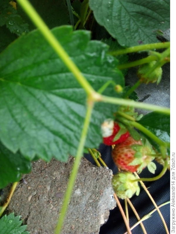 Землеклубника еще зреет