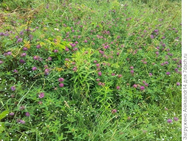 Большой урожай клевера