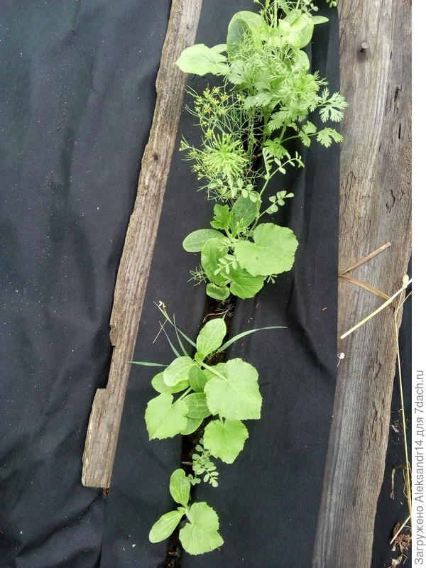 Огурцы которые были оказались кабачками