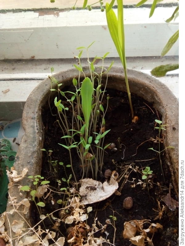 В горшке на подоконнике