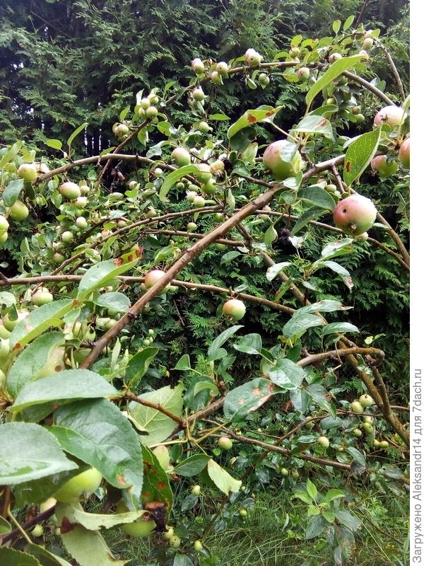 Яблоки ветки гнутся