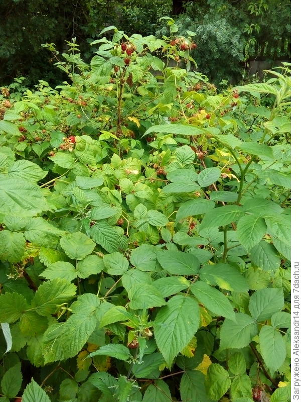 Малина очередной урожай