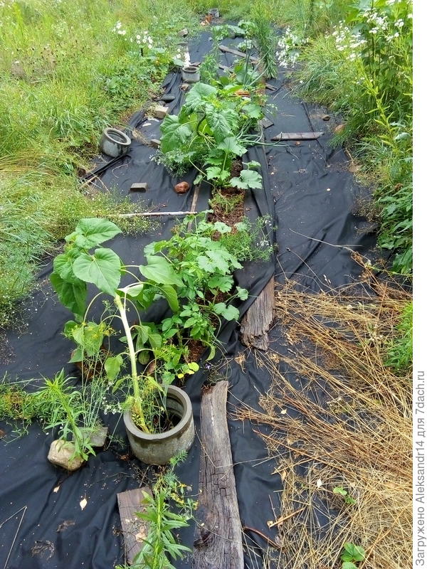 Грядка для тестировпния