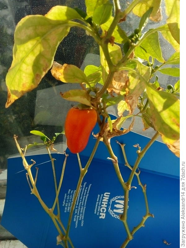 Так сегодня выглядит Перец с прошлого года, благополучно встретили Новый Год и уже август