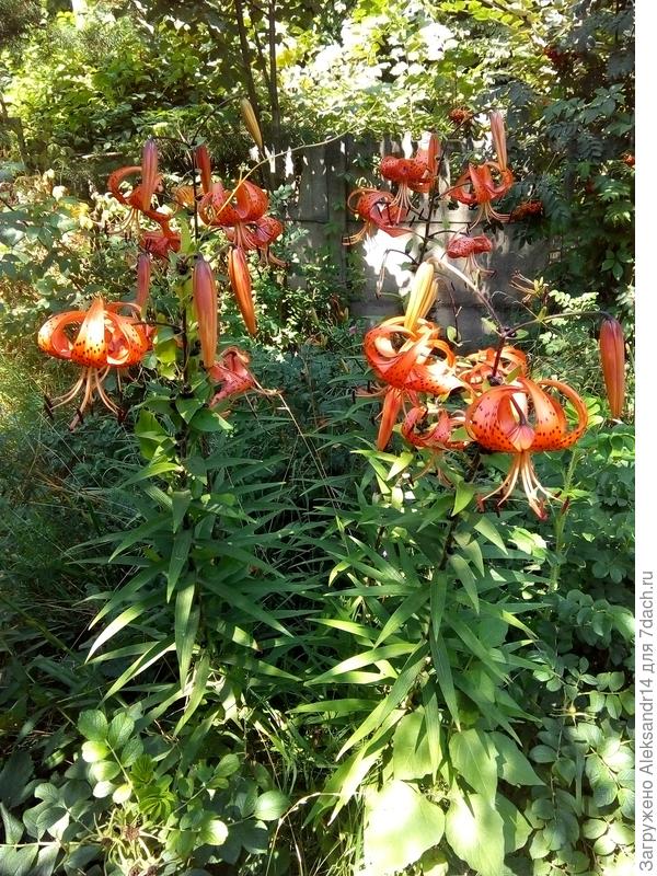 Тигровая Лилия