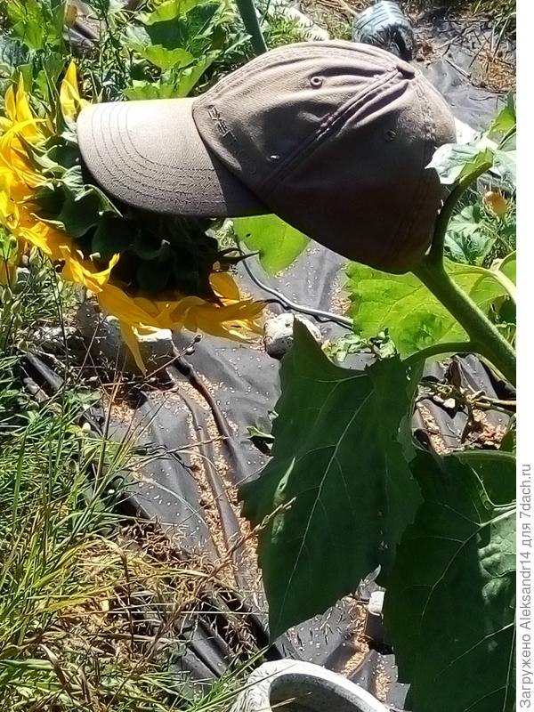 Очередной сезон тот же размер