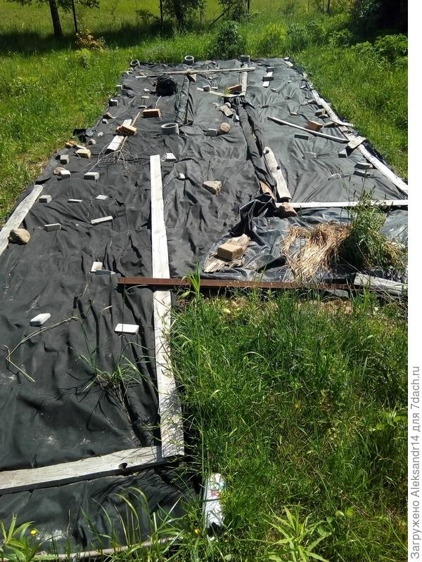 Зеленеет трава уже успели к дерну