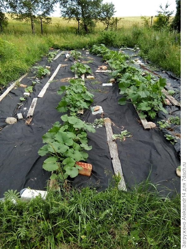 Весна прошлый год