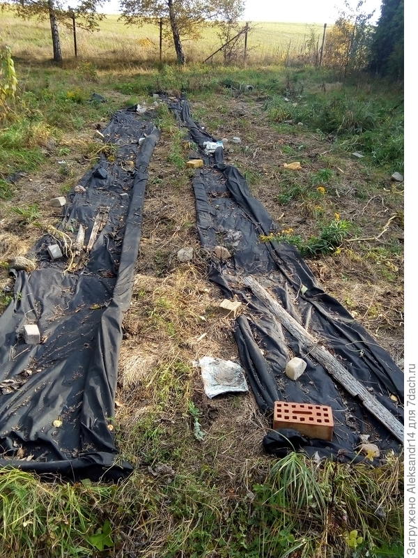 Таким был участок укрыт при росте тыкаокабачков фото перед удобрением