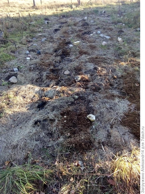 По снятому участку удобрение оставлены камни доски в укрытие