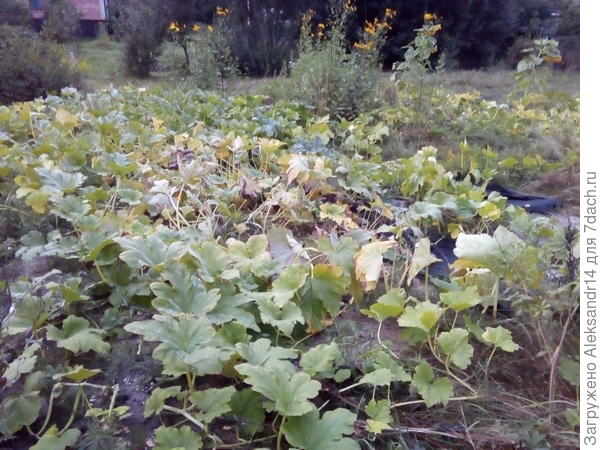 Лето осень 21